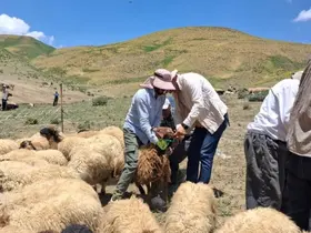 Yüksekova’da hayvanların aşılama ve kimliklendirme çalışmaları sürüyor
