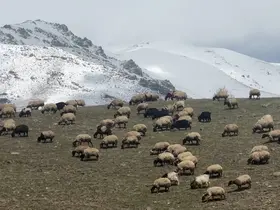 Yüksekova’da küçükbaş hayvanlar meraya çıktı
