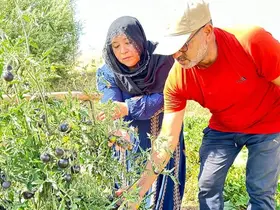 Yüksekova’da siyah domates 2 senedir aynı çiftçi tarafından yetiştiriliyor
