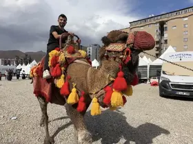 Yüksekova’ya getirilen develer ve midilli atları ilgi gördü

