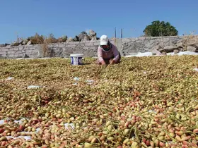 Yuntdağı fıstığı için hasat şenliği düzenlenecek

