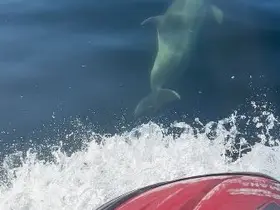 Yunuslar jet ski’nin peşine takıldı: Marmara’da renkli anlar
