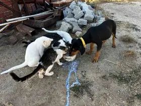 Yürek ısıtan dostluk
