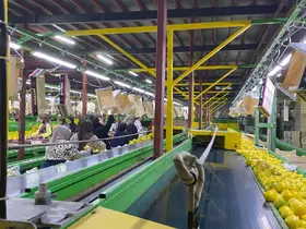 Yurt dışına satılan limonda pestisit kontrolleri sürüyor
