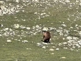 Yürümekte güçlük çeken bozayı ormana böyle ulaşmaya çalıştı
