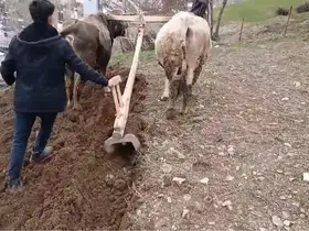 Zamana direnen gelenek: Bahçesaray’da traktörün giremediği dik yamaçlarda karasaban mesaisi
