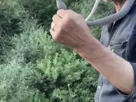 Zehirli engerek yılanını yakalayıp boynuna doladı: "Benim yaptığımı yapmayın"
