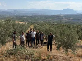 Zeytin ağaçlandırması orman köylüsüne gelir kapısı oluyor
