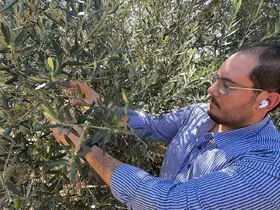 Zeytin hasadı bu yıl 20 gün erken başlayabilir
