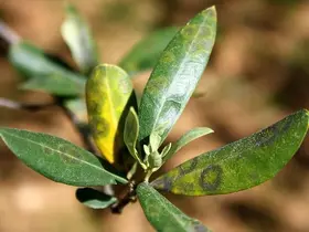 Zeytinde halkalı leke hastalığı ile mücadele çağrısı
