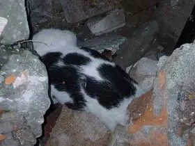Zonguldak’ta enkazdan kurtarılan kedi tedavi altına alındı
