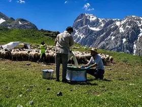 Zorlu yayla şartlarında tescilli lezzet üretiliyor
