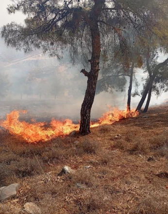 Antakya’da orman yangını