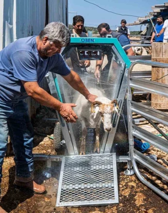 Koyun ve keçiler artık teknolojik makineyle yıkanıp ilaçlanıyor