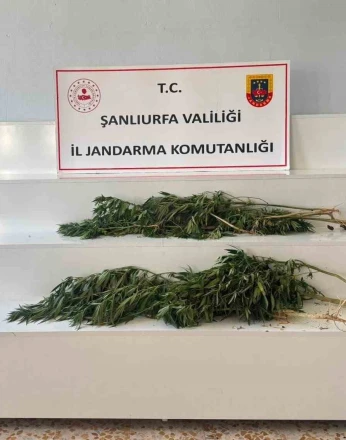 Şanlıurfa’da uyuşturucu operasyonu: 2 gözaltı