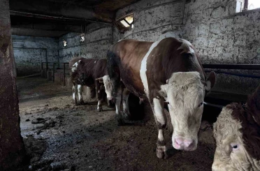 1 tonluk ’Kocaoğlan’ alıcısını bekliyor 