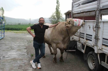 1,2 tonluk kurbanlık 650 bin liraya alıcısını bekliyor 