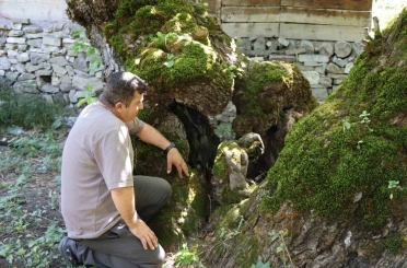 300 yıllık dut ağacında dikkat çeken detay 