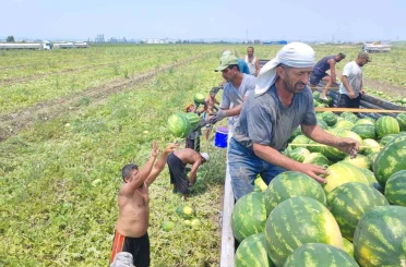40 derece sıcakta karpuz işçilerinin ekmek mücadelesi 