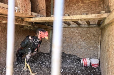 500 bin liralık horoz operasyonu: 50 kişiye ceza yağdı 