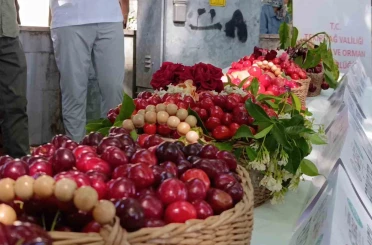 60. Uluslararası Tekirdağ Kiraz Festivali başladı: En güzel kirazlara 60 bin lira ödül 