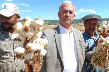 AB tescilli Araban sarımsağının hasadı başladı 