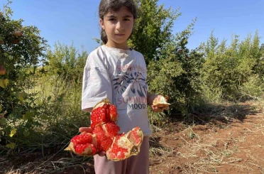 AB tescilli Suruç narında hasat dönemi başladı 