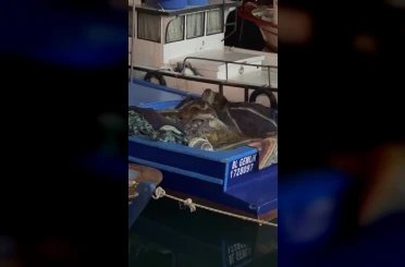 Aç kalan anne su samuru ve yavruları Gemlik’te tekneye sığındı 