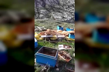 Aç kalan ayı kovanları parçaladı, kaçarken görüntülendi 