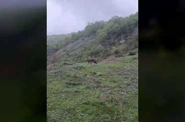 Aç kalan çakal yerleşim yerine indi 