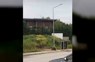Aç kalan domuz sürüsü, gündüz şehir merkezine indi 