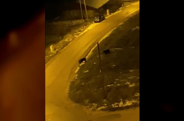 Aç kalan domuzlar şehre indi 