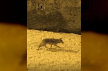 Aç kalan kurtlar şehir merkezine indi 