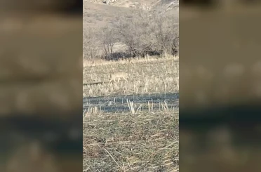 Aç kalan kurtlar yerleşim merkezine indi 