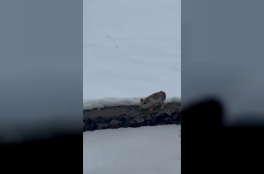 Aç kalan tilkiyi elleriyle besledi 
