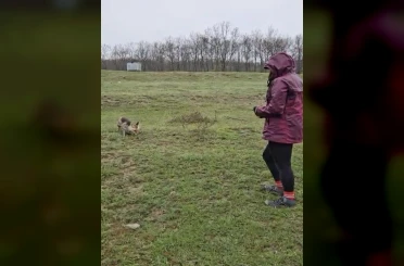 Aç kalan tilkiyi elleriyle besledi 