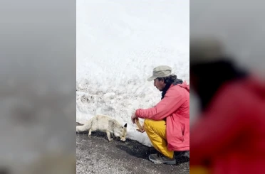 Aç kalan tilkiyi elleriyle besledi 