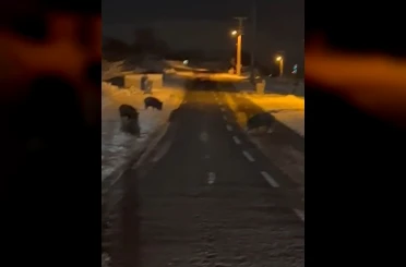 Aç kalan yaban domuzları yerleşim yerine indi