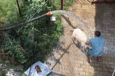 Adana’da 42 derece sıcaklıkta koyunları buzlu ve soğuk suyla serinletme
