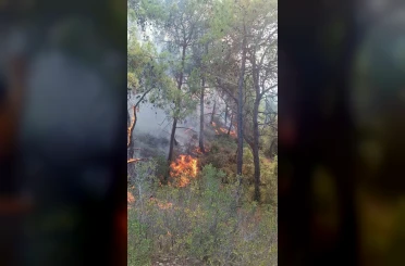 Adana’da çıkan orman yangınları söndürüldü 