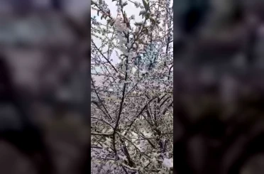 Adana’da kiraz çiçekleri karla kaplandı 
