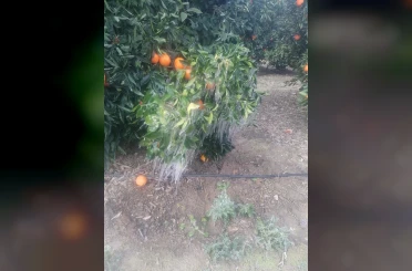 Adana’da portakal ağaçları buz tuttu 
