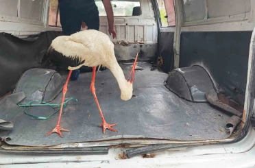 Adana’da yaralı leyleğe vatandaş sahip çıktı 