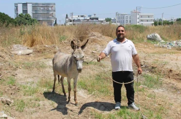Adanalılar eşeklerin sahibini arıyor 