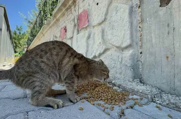 Adıyaman Belediyesi’nden sokak hayvanlarına mama ve su desteği
