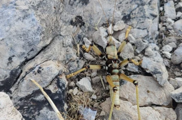 Adıyaman’da 15 santimetrelik çekirge şaşırttı 