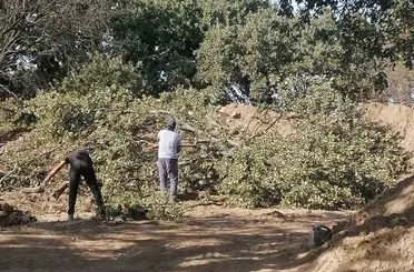 Adramytteion kazı alanında 6 tescilsiz meşe ağacı için kesim kararı çıktı
