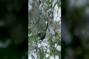 AFAD’dan keçi kurtarma operasyonu 