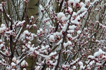 Afyonkarahisar ve Kütahya’da badem ve kayısı çiçekleri karla kaplandı 
