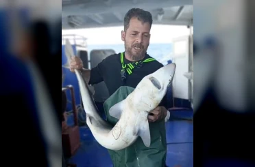 Ağa takılan köpekbalığı denize bırakıldı 